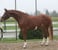 Annonce cheval