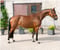Annuncio cavallo