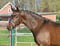 Anuncio de caballos