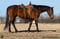 Horse ad