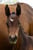 Annuncio cavallo