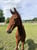 Annuncio cavallo