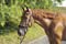 Annuncio cavallo