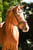 Anuncio de caballos