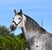 Horse ad