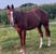 Annonce cheval