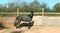 Horse ad