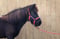 Horse ad