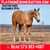 Horse ad