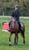 Horse ad