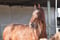 Anuncio de caballos