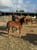 Annuncio cavallo