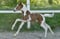 Horse ad