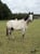 Horse ad