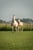 Annuncio cavallo