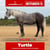 Paardadvertentie
