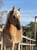 Annonce cheval