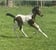 Annuncio cavallo