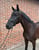 Horse ad