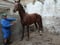 Annuncio cavallo