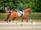 Annuncio cavallo