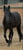 Annonce cheval