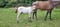 Annuncio cavallo
