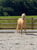Horse ad