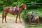 Horse ad