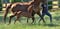 Annuncio cavallo