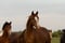 Horse ad