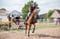 Horse ad