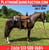 Horse ad