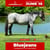 Paardadvertentie