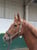 Horse ad