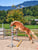 Annuncio cavallo