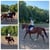 Horse ad