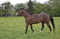 Horse ad