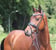 Horse ad