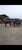 Horse ad