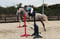 Horse ad