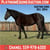 Horse ad
