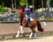 Horse ad