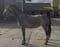 Horse ad