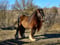 Annuncio cavallo