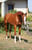 Anuncio de caballos