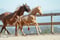 Annuncio cavallo