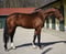 Horse ad