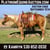 Horse ad