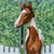 Horse ad